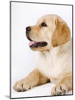 Golden Labrador Retriever Puppy-Martin Harvey-Mounted Photographic Print