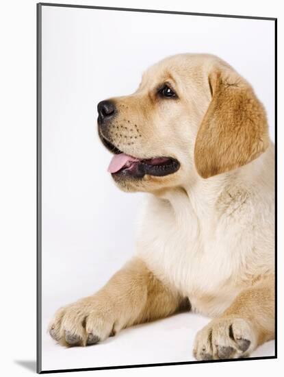 Golden Labrador Retriever Puppy-Martin Harvey-Mounted Photographic Print