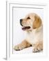 Golden Labrador Retriever Puppy-Martin Harvey-Framed Photographic Print