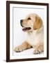 Golden Labrador Retriever Puppy-Martin Harvey-Framed Photographic Print