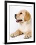 Golden Labrador Retriever Puppy-Martin Harvey-Framed Photographic Print