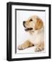 Golden Labrador Retriever Puppy-Martin Harvey-Framed Photographic Print