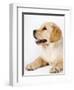 Golden Labrador Retriever Puppy-Martin Harvey-Framed Photographic Print