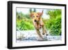 Golden Labrador running through a shallow river-John Alexander-Framed Photographic Print