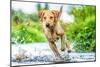 Golden Labrador running through a shallow river-John Alexander-Mounted Photographic Print