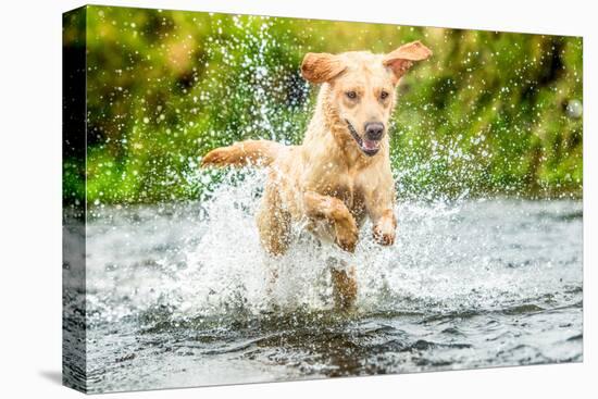 Golden Labrador running through a shallow river-John Alexander-Stretched Canvas