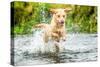 Golden Labrador running through a shallow river-John Alexander-Stretched Canvas