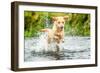 Golden Labrador running through a shallow river-John Alexander-Framed Photographic Print