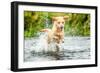 Golden Labrador running through a shallow river-John Alexander-Framed Photographic Print