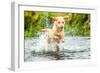 Golden Labrador running through a shallow river-John Alexander-Framed Photographic Print