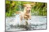 Golden Labrador running through a shallow river-John Alexander-Mounted Photographic Print