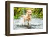 Golden Labrador running through a shallow river-John Alexander-Framed Premium Photographic Print