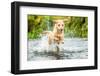 Golden Labrador running through a shallow river-John Alexander-Framed Premium Photographic Print