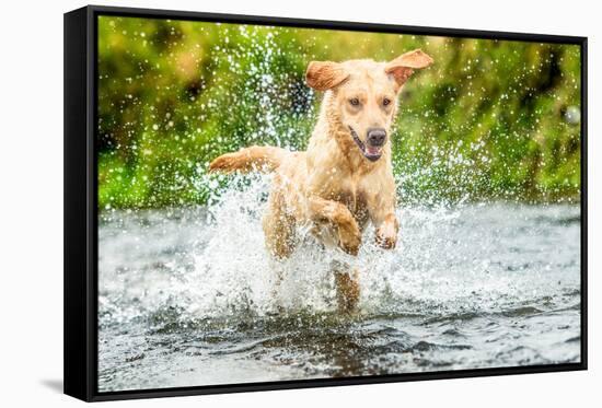 Golden Labrador running through a shallow river-John Alexander-Framed Stretched Canvas