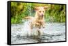 Golden Labrador running through a shallow river-John Alexander-Framed Stretched Canvas