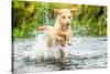 Golden Labrador running through a shallow river-John Alexander-Stretched Canvas