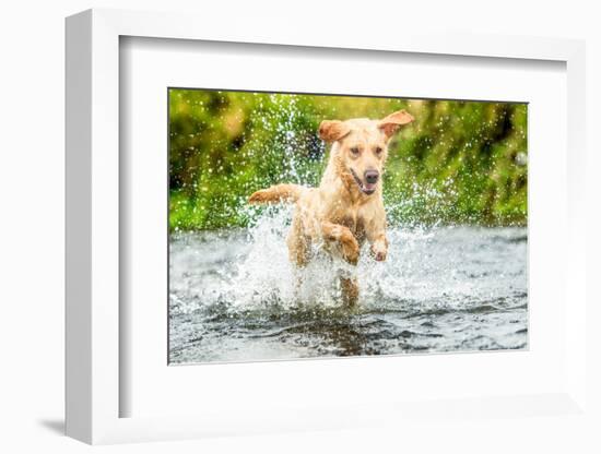 Golden Labrador running through a shallow river-John Alexander-Framed Photographic Print