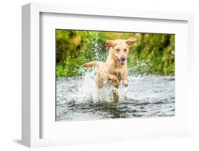 Golden Labrador running through a shallow river-John Alexander-Framed Photographic Print