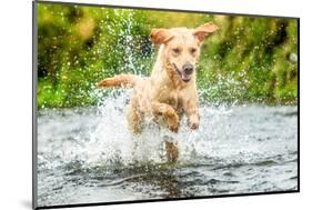 Golden Labrador running through a shallow river-John Alexander-Mounted Photographic Print