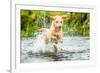 Golden Labrador running through a shallow river-John Alexander-Framed Photographic Print