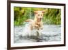 Golden Labrador running through a shallow river-John Alexander-Framed Photographic Print