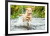 Golden Labrador running through a shallow river-John Alexander-Framed Photographic Print