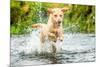 Golden Labrador running through a shallow river-John Alexander-Mounted Photographic Print