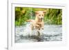 Golden Labrador running through a shallow river-John Alexander-Framed Photographic Print