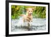 Golden Labrador running through a shallow river-John Alexander-Framed Photographic Print