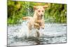 Golden Labrador running through a shallow river-John Alexander-Mounted Photographic Print