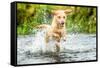 Golden Labrador running through a shallow river-John Alexander-Framed Stretched Canvas