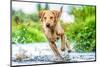 Golden Labrador running through a shallow river-John Alexander-Mounted Premium Photographic Print