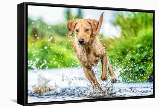 Golden Labrador running through a shallow river-John Alexander-Framed Stretched Canvas