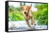 Golden Labrador running through a shallow river-John Alexander-Framed Stretched Canvas