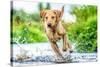 Golden Labrador running through a shallow river-John Alexander-Stretched Canvas