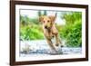 Golden Labrador running through a shallow river-John Alexander-Framed Photographic Print