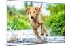 Golden Labrador running through a shallow river-John Alexander-Mounted Photographic Print