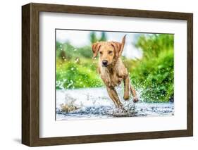 Golden Labrador running through a shallow river-John Alexander-Framed Photographic Print