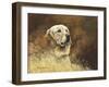 Golden Labrador-Richard Britton-Framed Premium Giclee Print