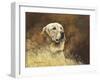 Golden Labrador-Richard Britton-Framed Premium Giclee Print