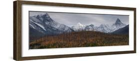 Golden Larch Below Peaks in Glacier-Waterton International Peace Park, Lewis Range, Montana-Steven Gnam-Framed Photographic Print