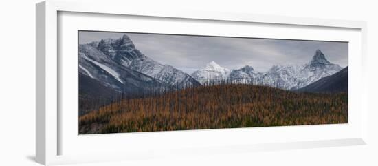 Golden Larch Below Peaks in Glacier-Waterton International Peace Park, Lewis Range, Montana-Steven Gnam-Framed Photographic Print