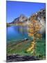 Golden Larch Tree, Enchantment Lakes, Alpine Lakes Wilderness, Washington, Usa-Jamie & Judy Wild-Mounted Photographic Print