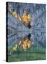 Golden Larch Trees, Enchantment Lakes, Alpine Lakes Wilderness, Washington, Usa-Jamie & Judy Wild-Stretched Canvas