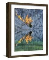 Golden Larch Trees, Enchantment Lakes, Alpine Lakes Wilderness, Washington, Usa-Jamie & Judy Wild-Framed Photographic Print