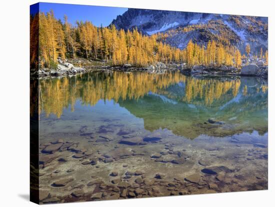 Golden Larch Trees, Enchantment Lakes, Alpine Lakes Wilderness, Washington, Usa-Jamie & Judy Wild-Stretched Canvas