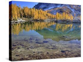 Golden Larch Trees, Enchantment Lakes, Alpine Lakes Wilderness, Washington, Usa-Jamie & Judy Wild-Stretched Canvas