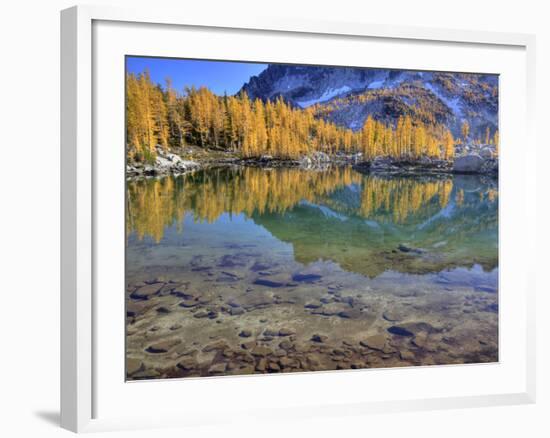 Golden Larch Trees, Enchantment Lakes, Alpine Lakes Wilderness, Washington, Usa-Jamie & Judy Wild-Framed Photographic Print