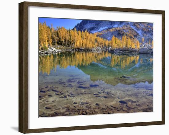 Golden Larch Trees, Enchantment Lakes, Alpine Lakes Wilderness, Washington, Usa-Jamie & Judy Wild-Framed Photographic Print