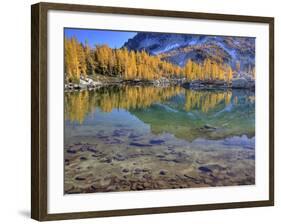 Golden Larch Trees, Enchantment Lakes, Alpine Lakes Wilderness, Washington, Usa-Jamie & Judy Wild-Framed Photographic Print